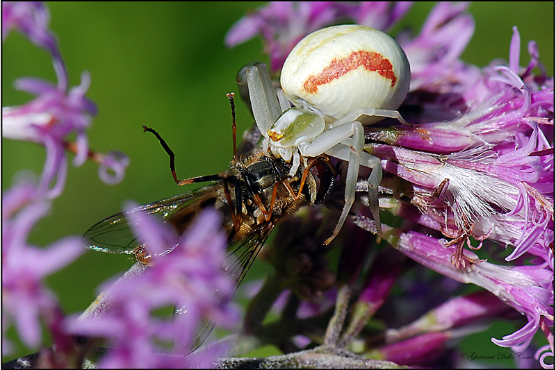 Misumena vatia